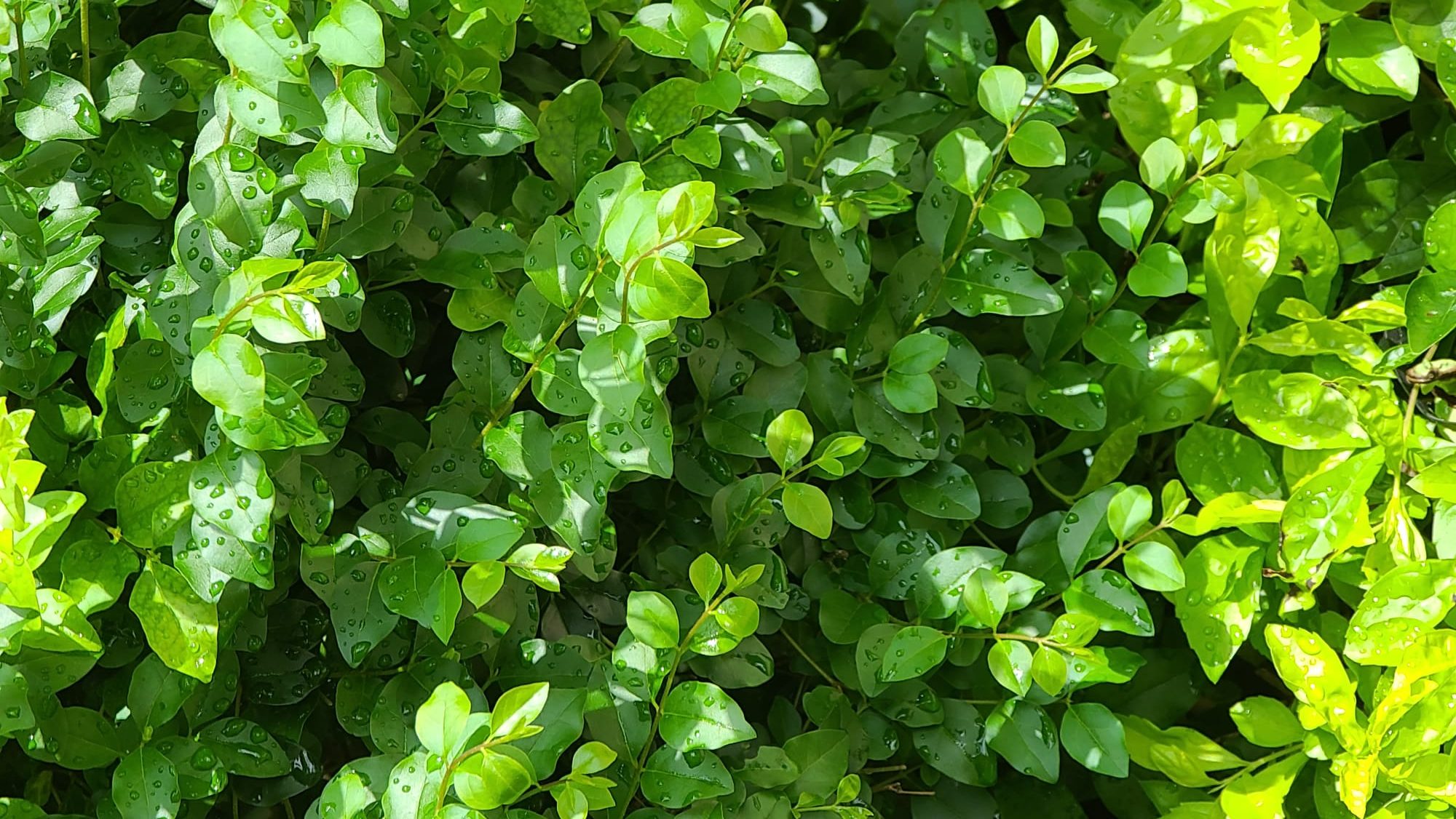 Sustainability Banner